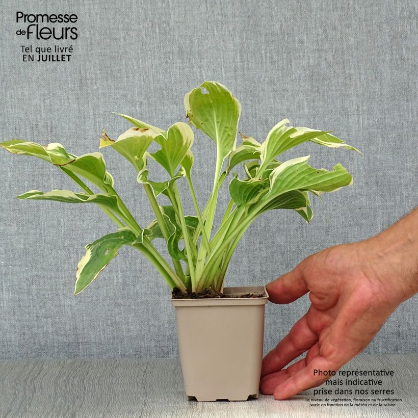 Exemplaar van Hosta Wide Brim - Hartlelie Kweekpotje van 8/9 cm zoals geleverd in de zomer