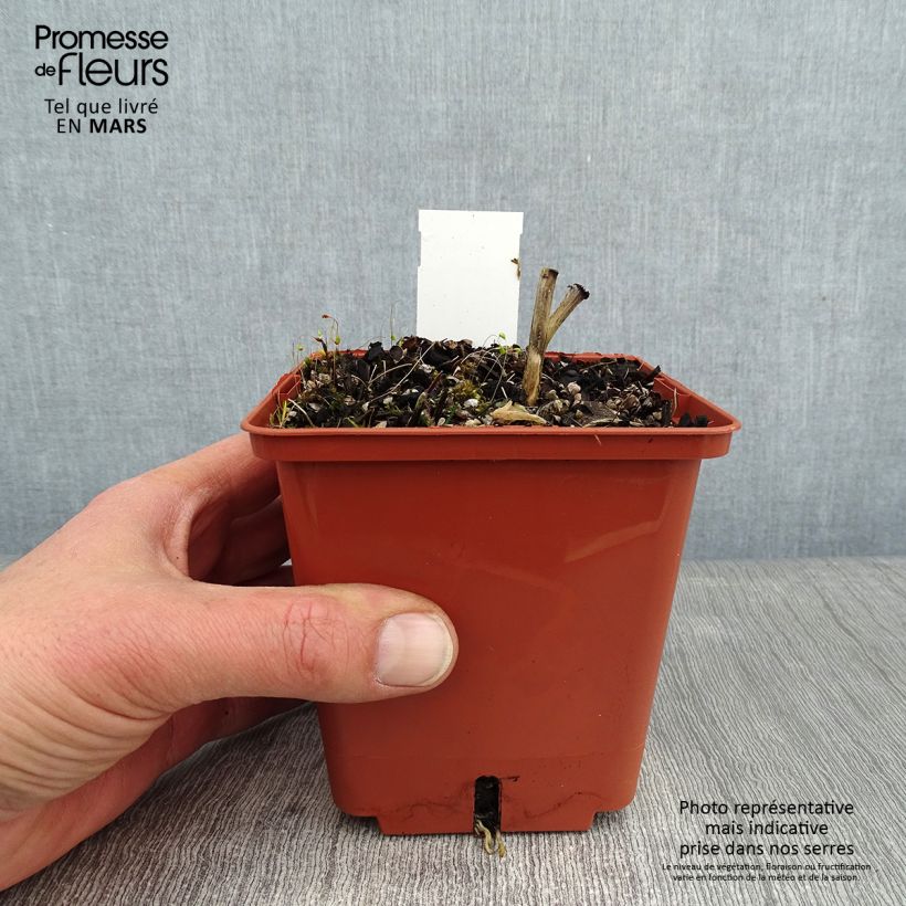 Example of Hosta Winter Snow Pot van 1 l/1,5 l as you get in hiver