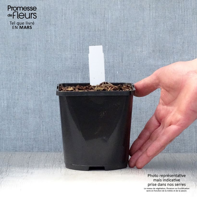 Exemplaar van Hosta Wu-La-La - Hartlelie Pot van 1,5 l/2 l zoals geleverd in de lente