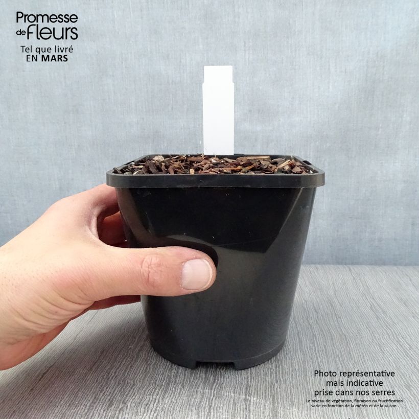 Exemplaar van Hosta Yellow Polka Dot Bikini - Hartlelie Pot van 1,5 l/2 l zoals geleverd in de lente