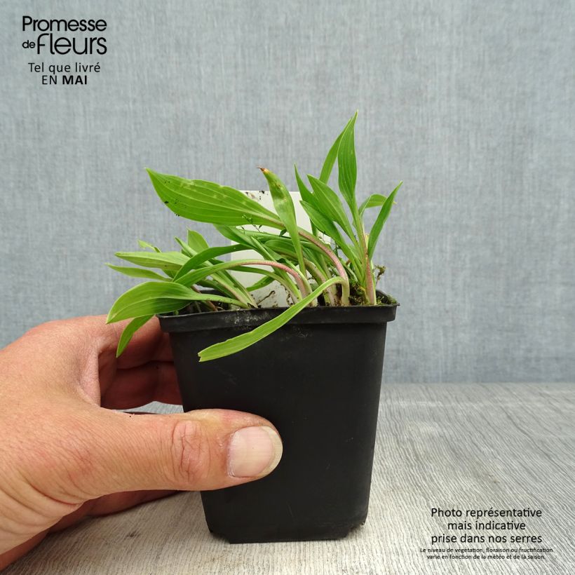 Exemplaar van Hosta clausa var. normalis - Hartlelie Kweekpotje van 8/9 cm zoals geleverd in de lente