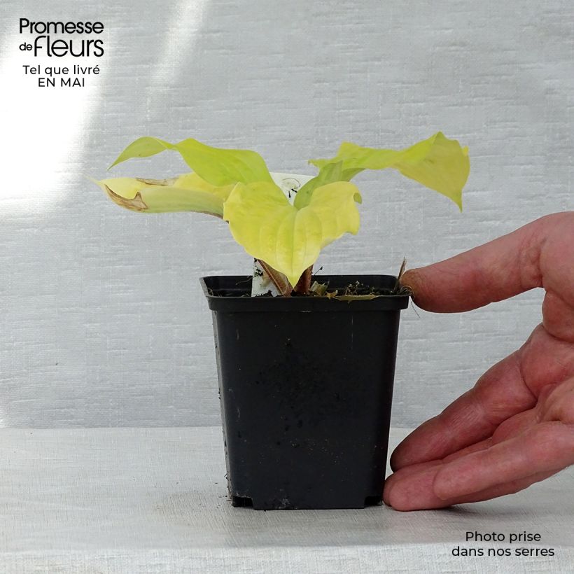 Exemplaar van Hosta Fire Island - Hartlelie Kweekpotje van 8/9 cm zoals geleverd in de lente