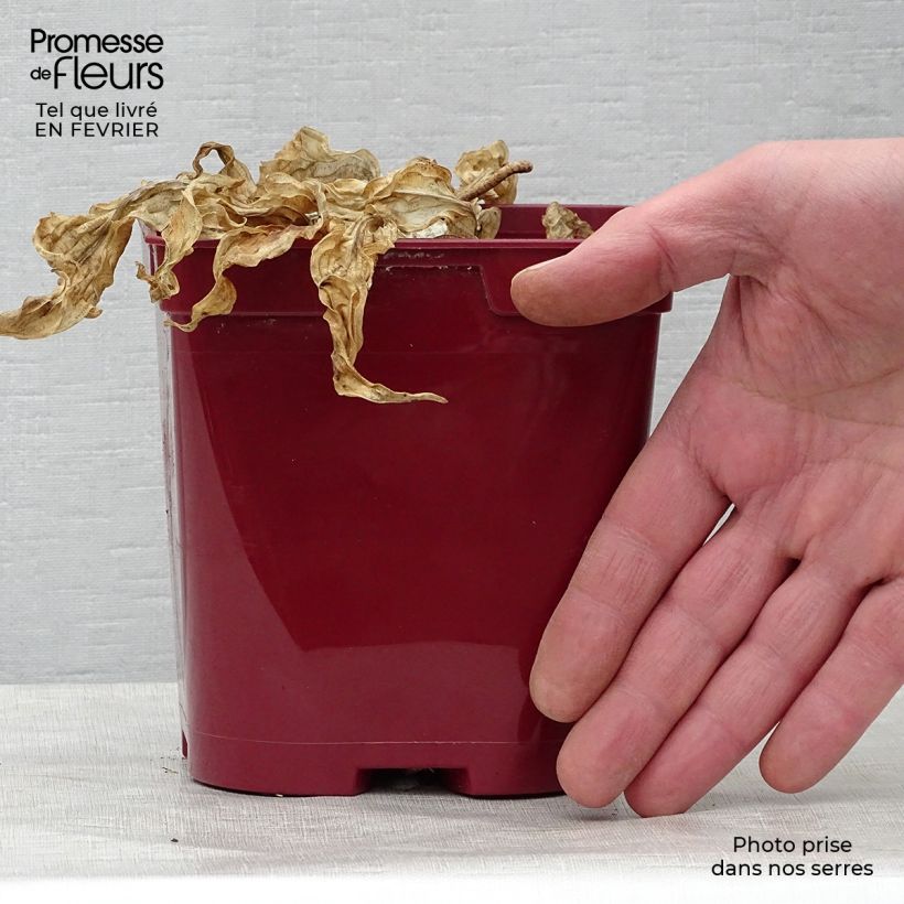 Exemplaar van Hosta Fire Island - Hartlelie Pot van 2 l/3 l zoals geleverd in de winter