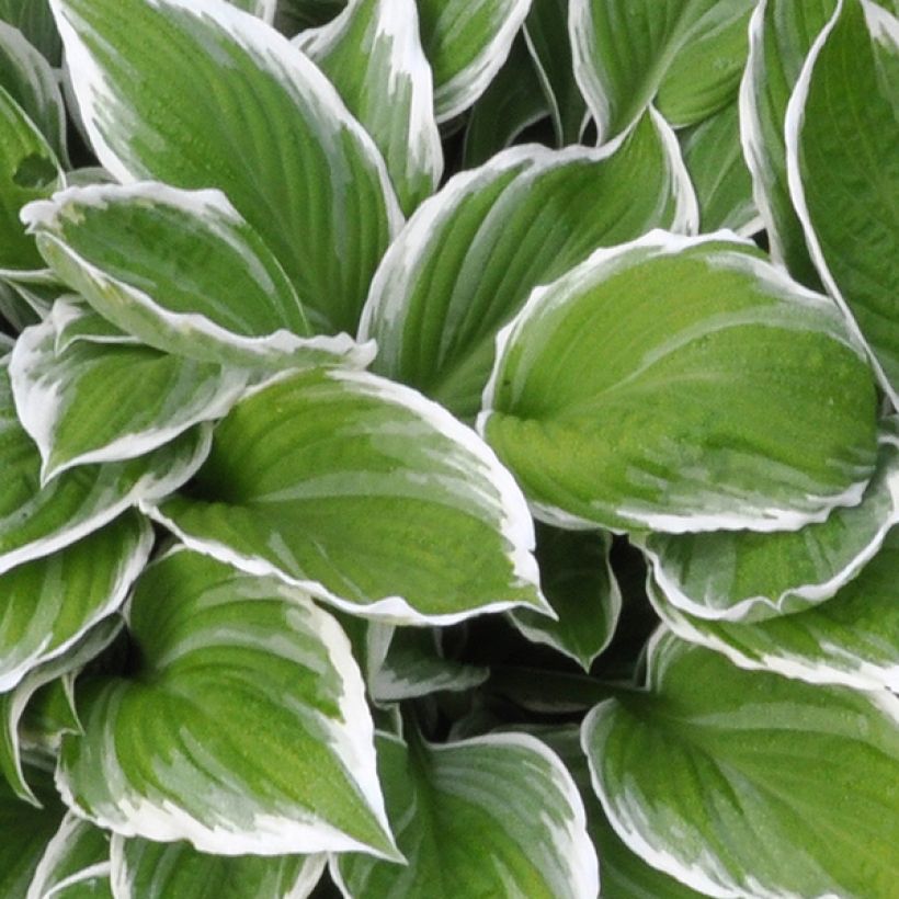 Hosta fortunei Albomarginata - Hartlelie (Blad)