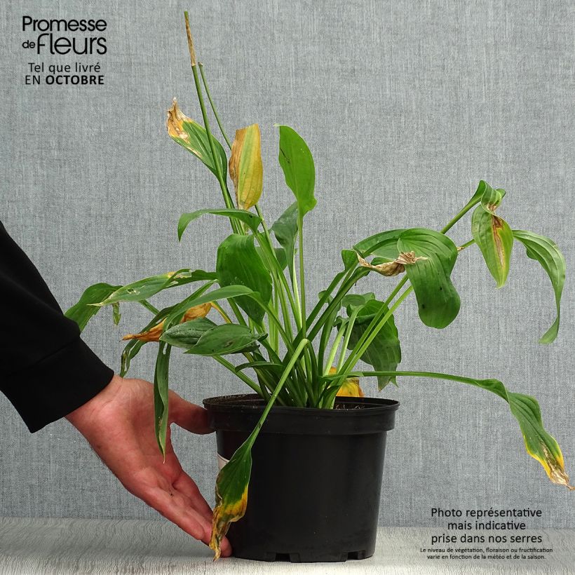 Exemplaar van Hosta fortunei Albopicta - Hartlelie Pot van 2 l/3 l zoals geleverd in de herfst