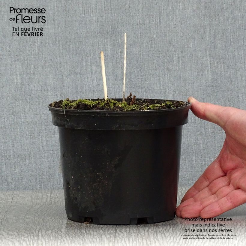 Example of Hosta fortunei Albopicta - Hartlelie Pot van 2 l/3 l as you get in hiver