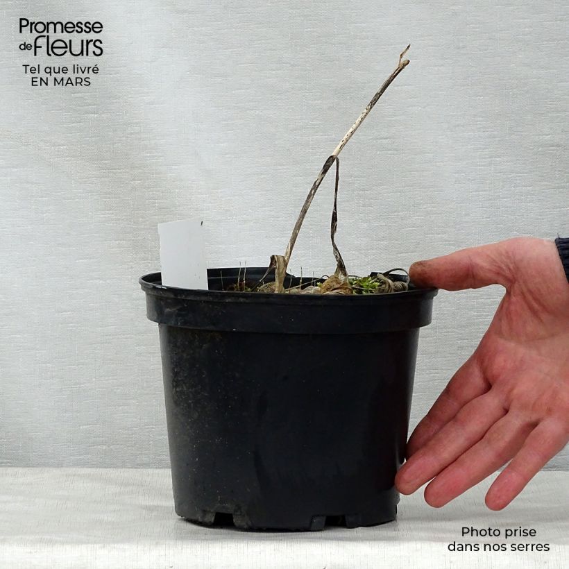 Exemplaar van Hosta fortunei Albopicta - Hartlelie Pot van 2 l/3 l zoals geleverd in de lente