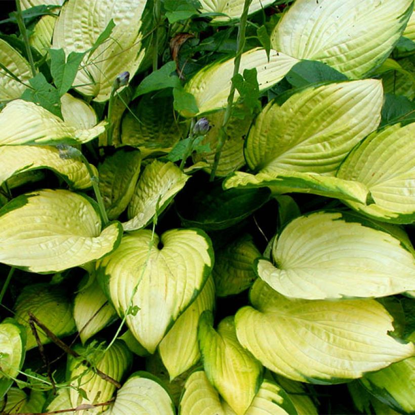Hosta fortunei Gold Standard - Hartlelie (Foliage)