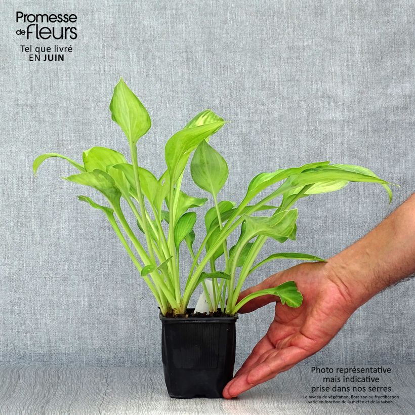 Exemplaar van Hosta fortunei Gold Standard - Hartlelie Kweekpotje van 8/9 cm zoals geleverd in de zomer