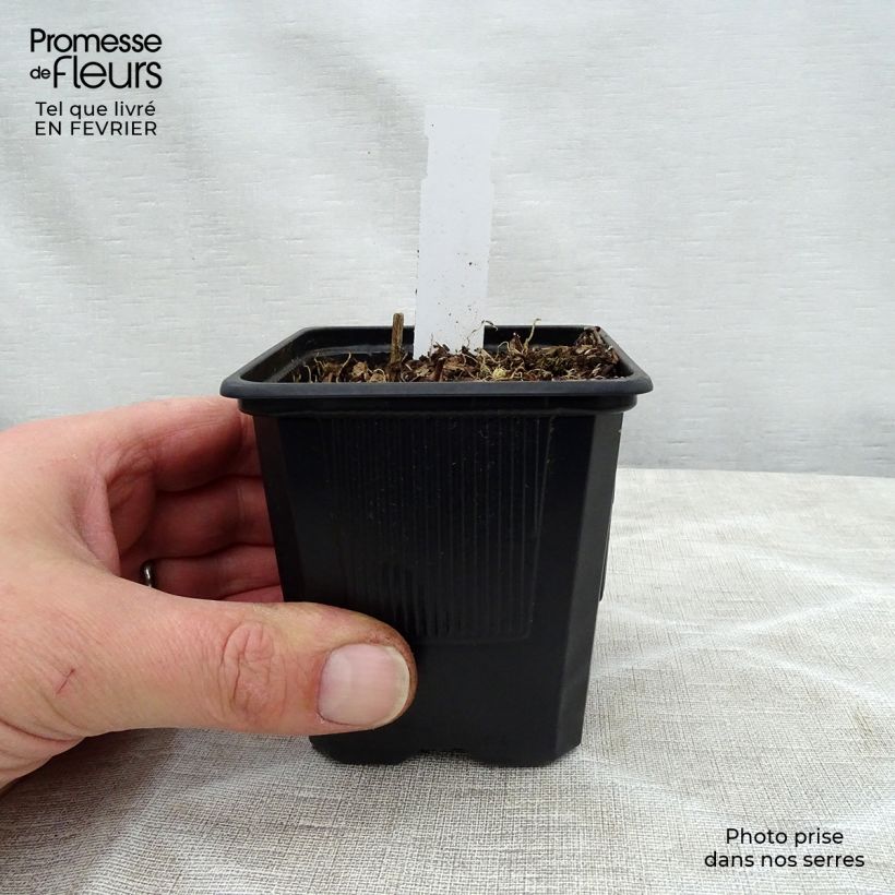 Example of Hosta fortunei Gold Standard - Hartlelie Kweekpotje van 8/9 cm as you get in hiver