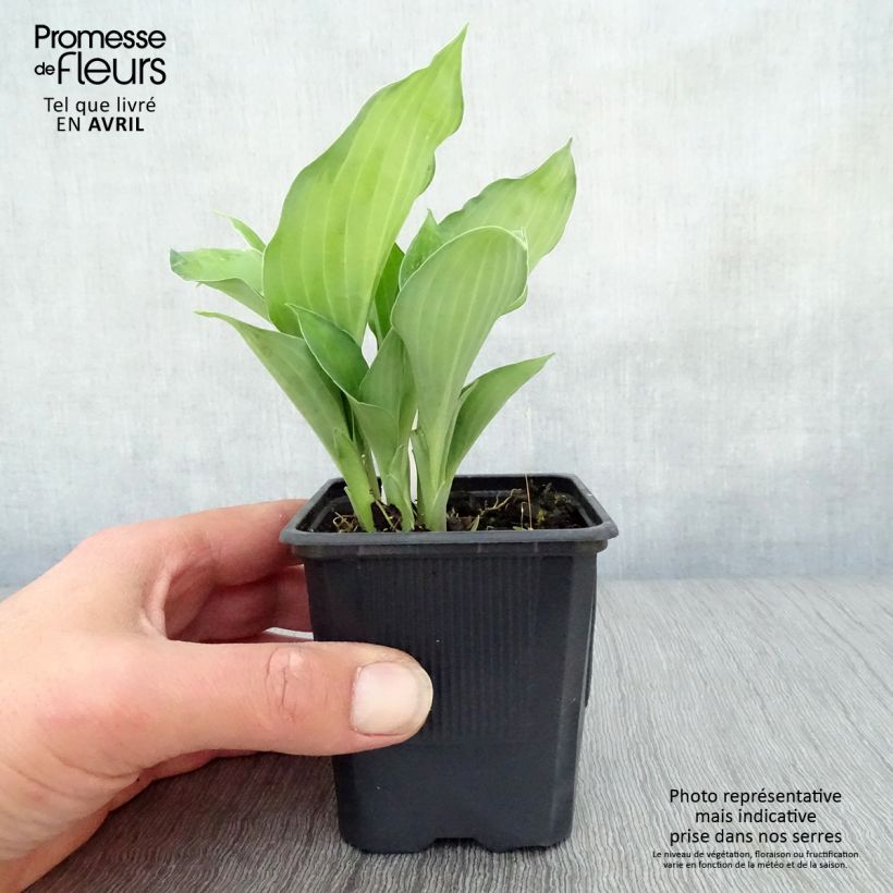 Exemplaar van Hosta fortunei Gold Standard - Hartlelie Kweekpotje van 8/9 cm zoals geleverd in de lente
