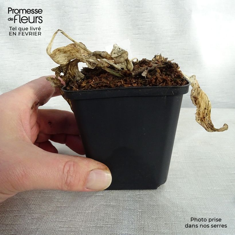 Example of Hosta fortunei Patriot Kweekpotje van 8/9 cm as you get in hiver