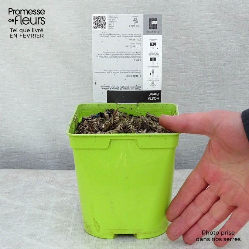 Example of Hosta fortunei Patriot Pot van 2 l/3 l as you get in hiver
