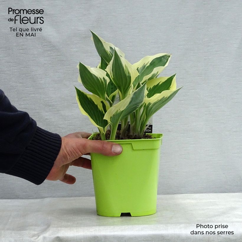 Exemplaar van Hosta fortunei Patriot - Hartlelie Pot van 2 l/3 l zoals geleverd in de lente