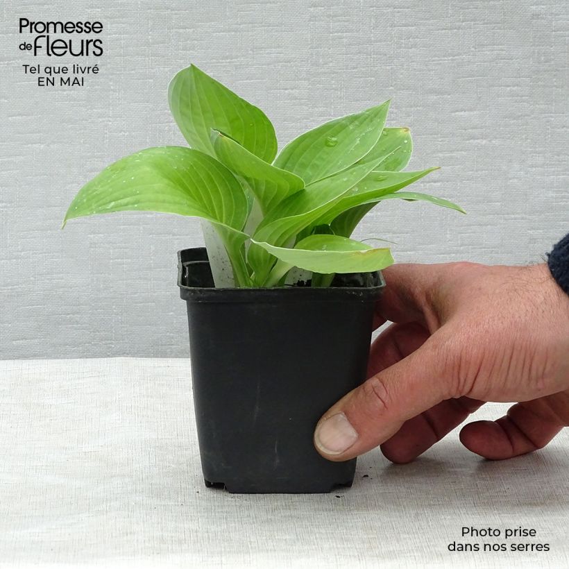 Exemplaar van Hosta fortunei hyacinthina - Hartlelie Kweekpotje van 8/9 cm zoals geleverd in de lente