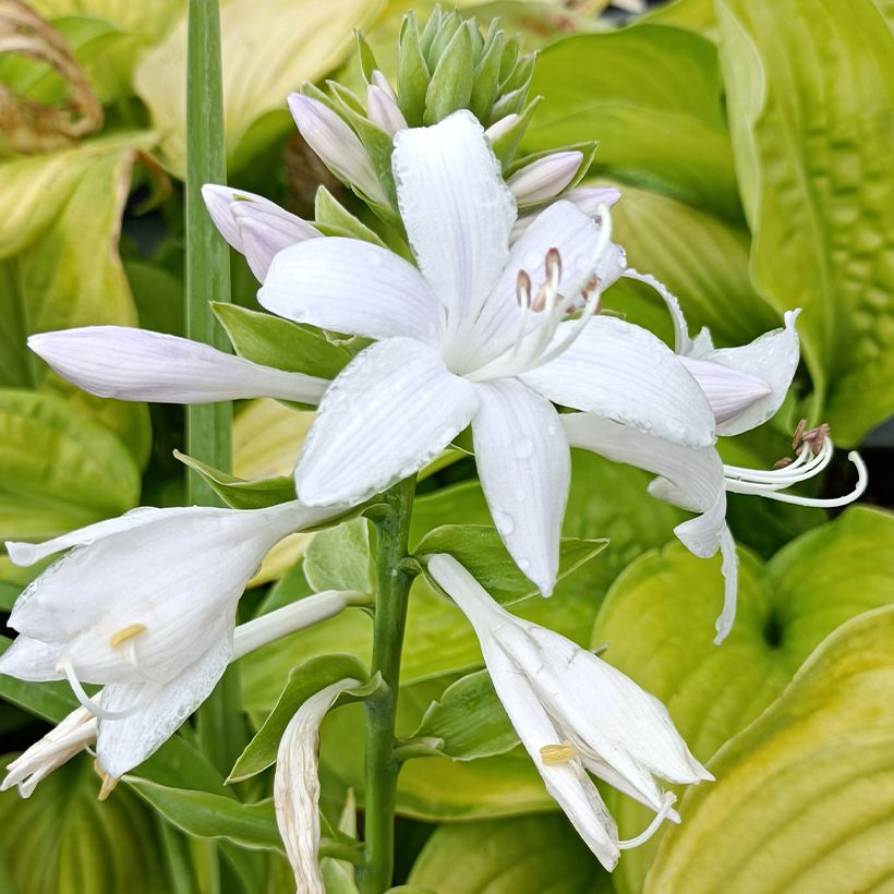 Hosta Guacamole - Hartlelie (Flowering)