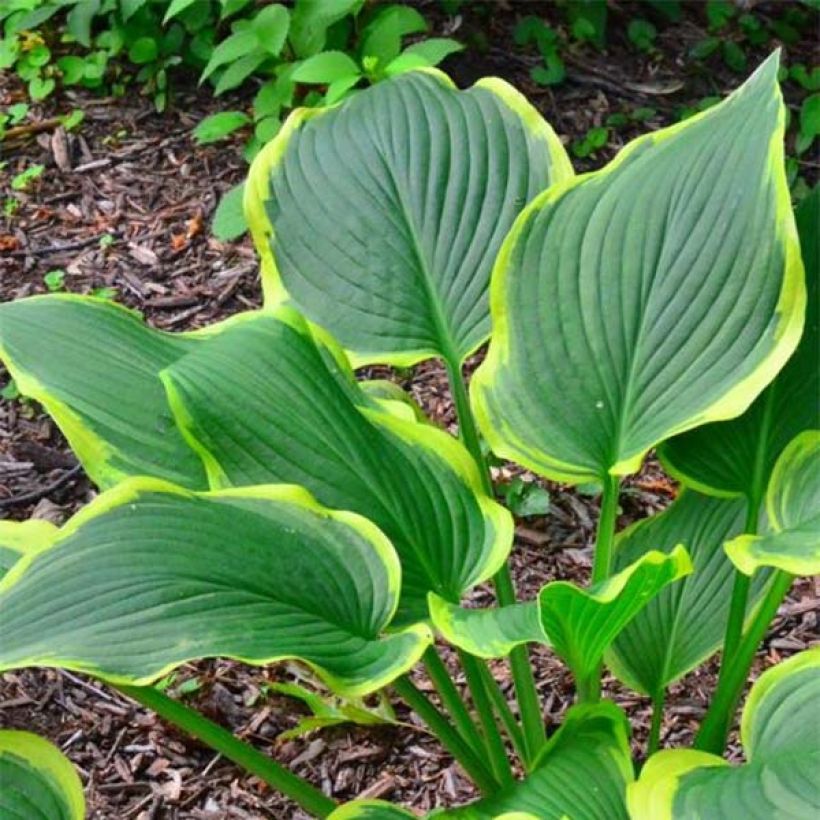 Hosta montana Yellow River - Hartlelie (Foliage)