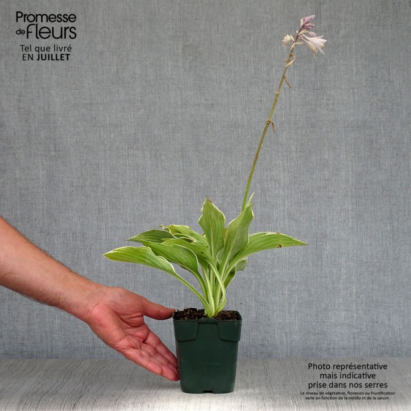 Exemplaar van Hosta montana Yellow River - Hartlelie Kweekpotje van 8/9 cm zoals geleverd in de zomer