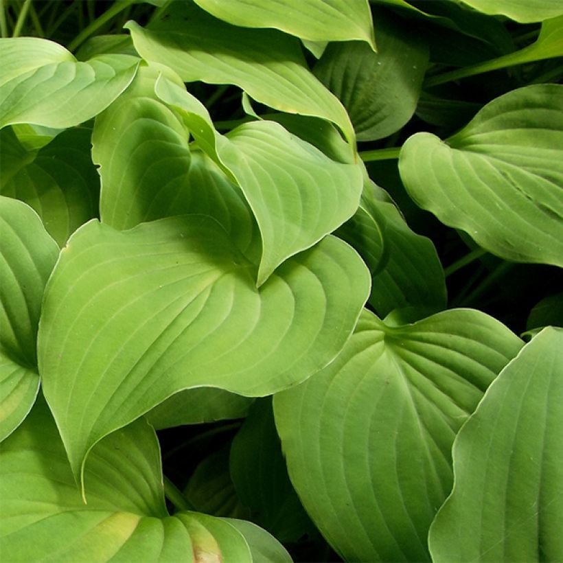 Hosta nakaiana - Hartlelie (Blad)
