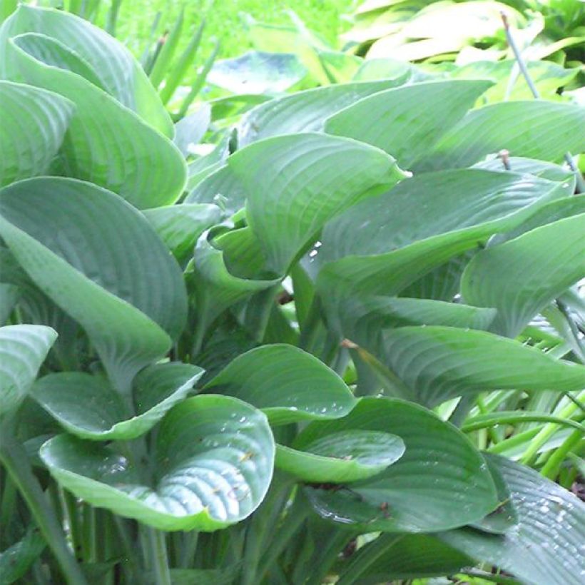 Hosta nigrescens - Hartlelie (Blad)