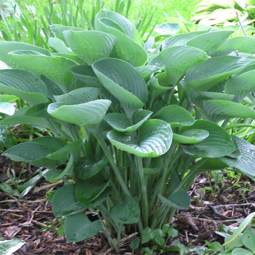 Hosta nigrescens - Hartlelie (Groeiplaats)