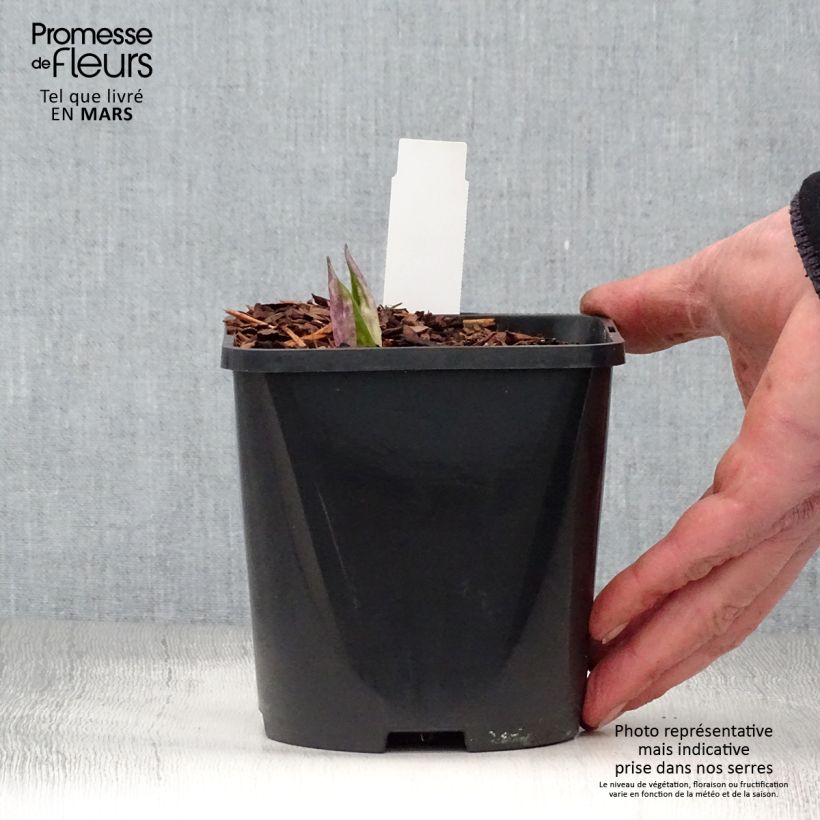 Exemplaar van Hosta Fireworks - Hartlelie Pot van 1,5 l/2 l zoals geleverd in de lente