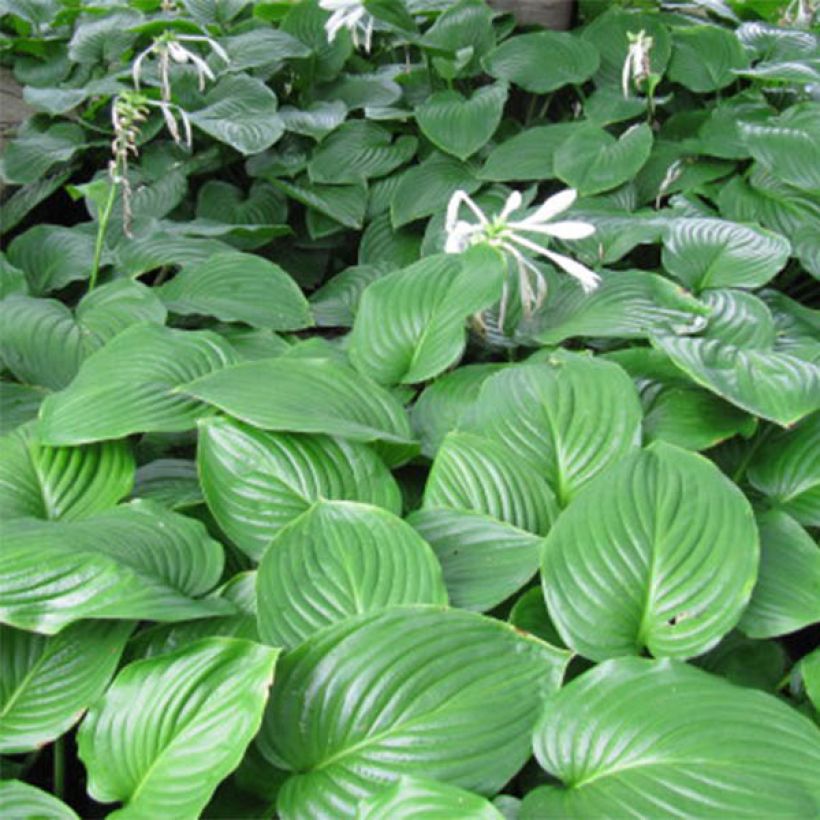 Hosta plantaginea Aphrodite - Hartlelie (Blad)