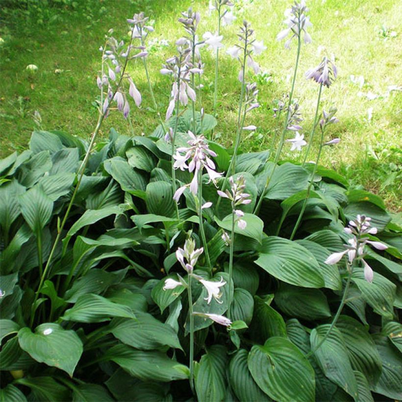 Hosta plantaginea Aphrodite - Hartlelie (Groeiplaats)