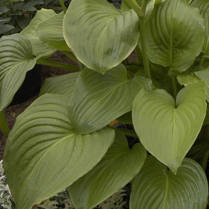 Hosta plantaginea Venus - Hartlelie (Blad)