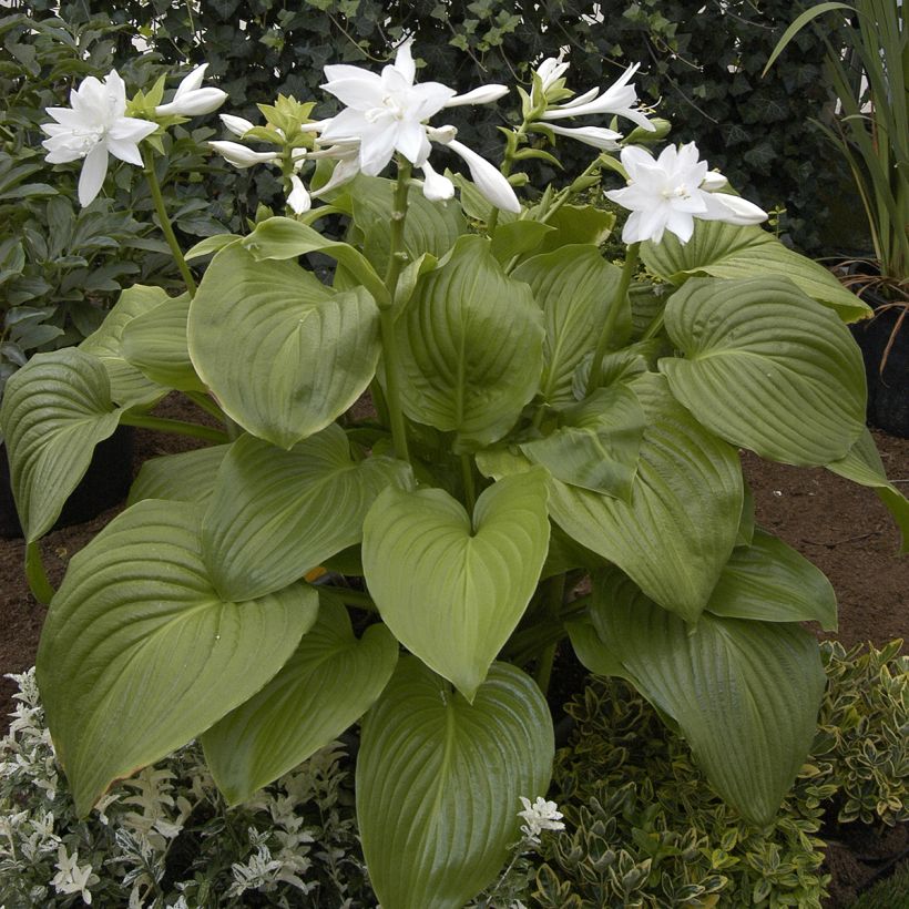 Hosta plantaginea Venus - Hartlelie (Groeiplaats)