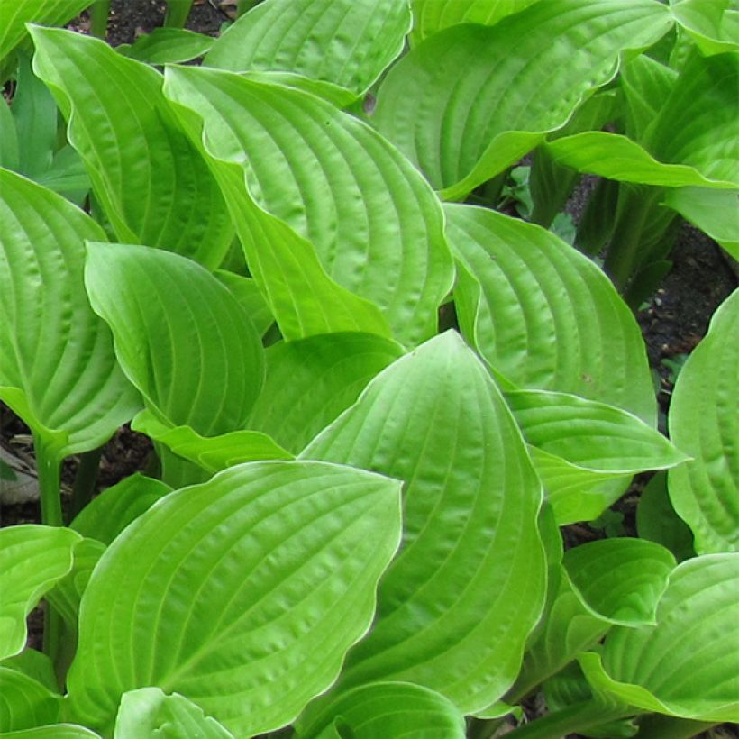 Hosta plantaginea japonica - Hartlelie (Foliage)