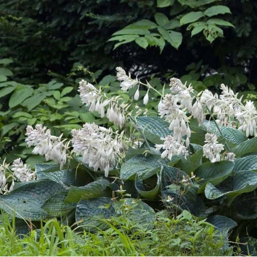 Hosta sieboldiana - Hartlelie (Flowering)