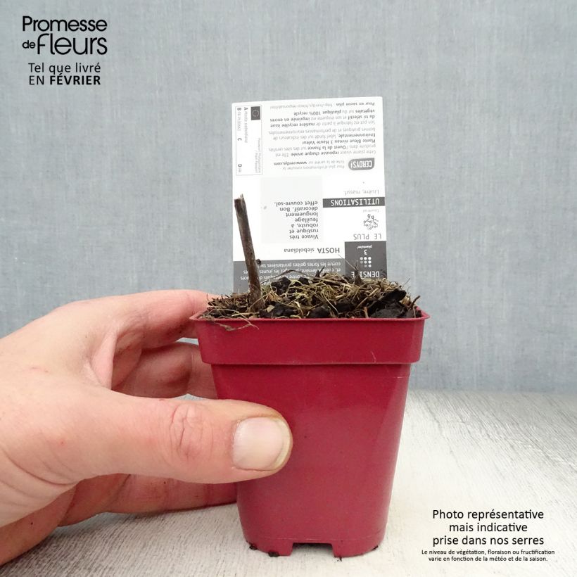 Example of Hosta sieboldiana Kweekpotje van 8/9 cm as you get in hiver