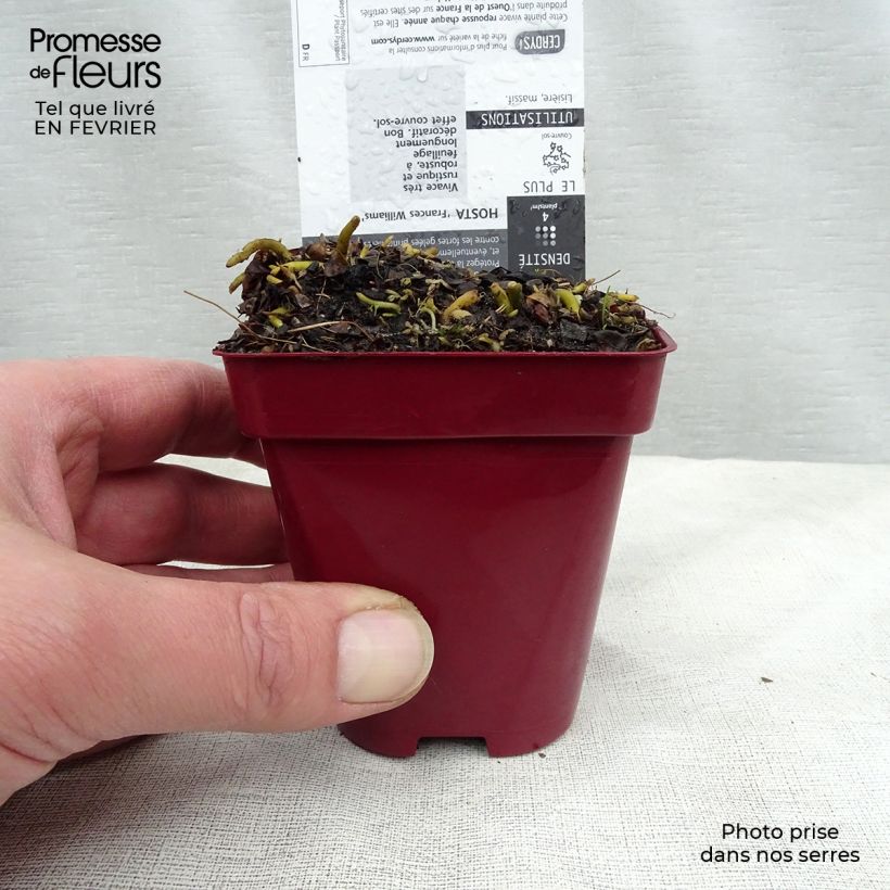 Example of Hosta sieboldiana Frances Williams - Hartlelie Kweekpotje van 8/9 cm as you get in hiver