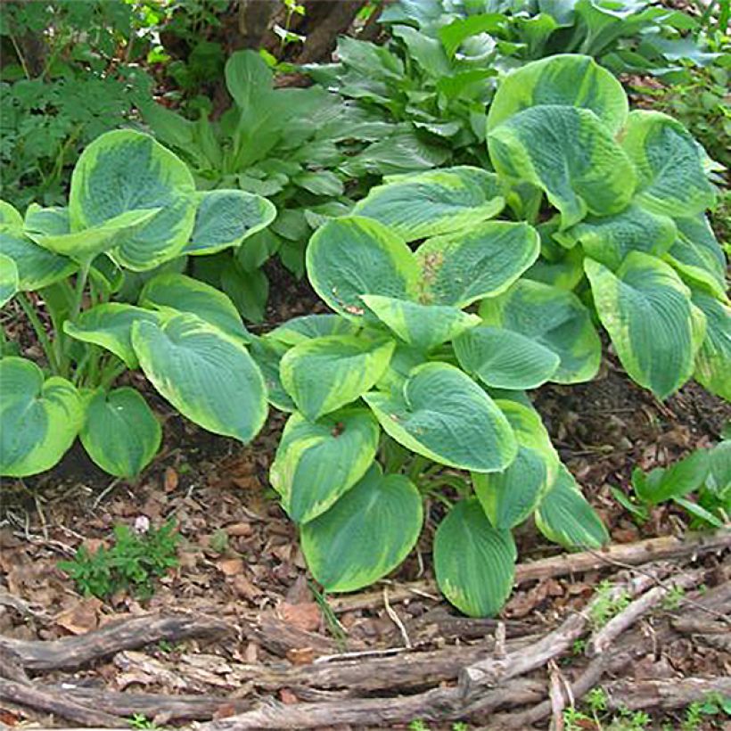 Hosta sieboldiana Frances Williams - Hartlelie (Plant habit)