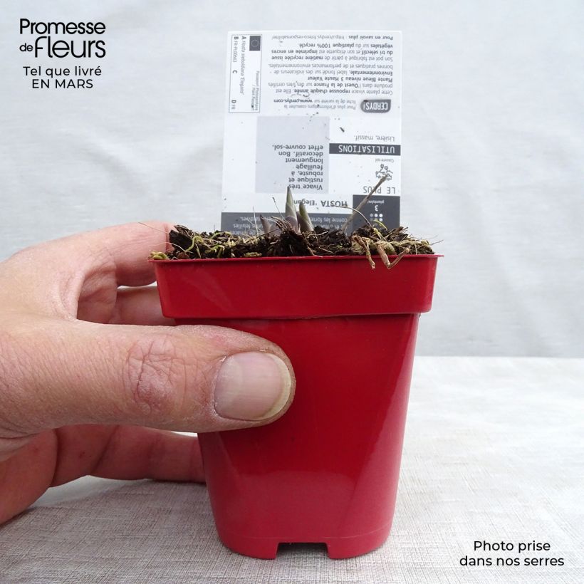 Example of Hosta sieboldiana var. elegans Kweekpotje van 8/9 cm as you get in hiver