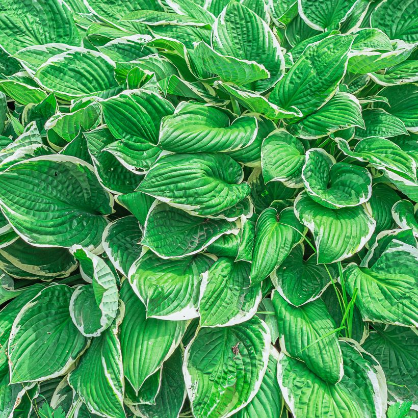 Hosta sieboldii var alba - Hartlelie (Blad)