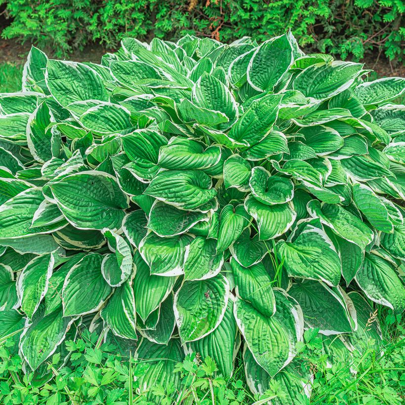 Hosta sieboldii var alba - Hartlelie (Groeiplaats)