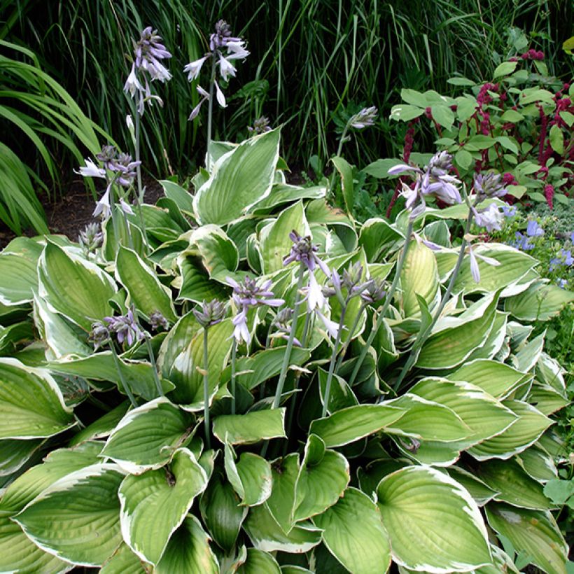 Hosta Summer Fragrance - Hartlelie (Groeiplaats)