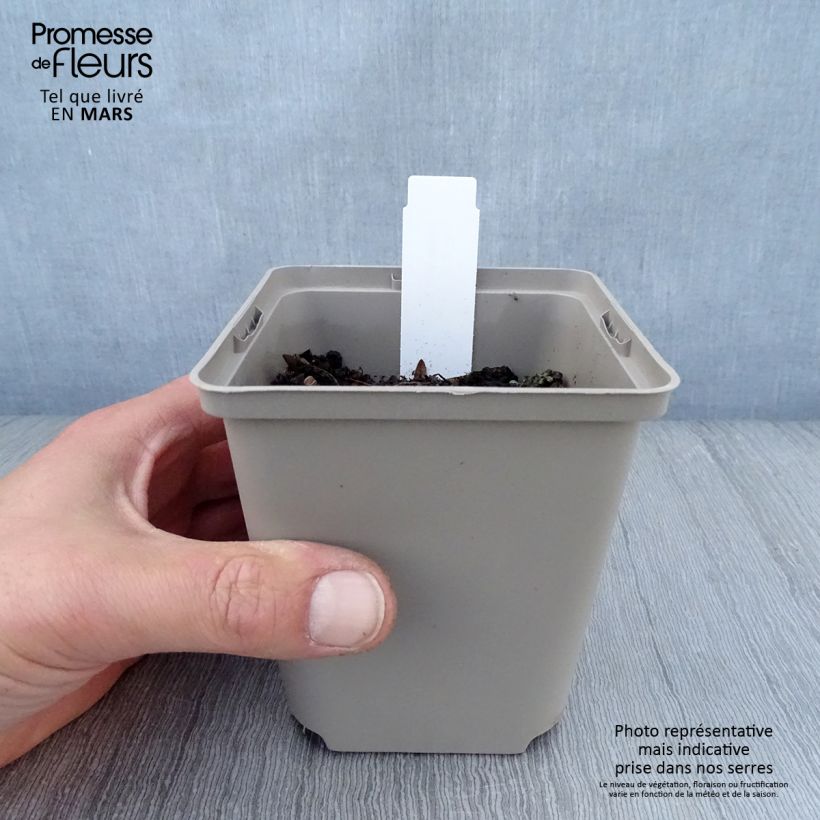 Exemplaar van Hosta Sun Power - Hartlelie Kweekpotje van 8/9 cm zoals geleverd in de lente