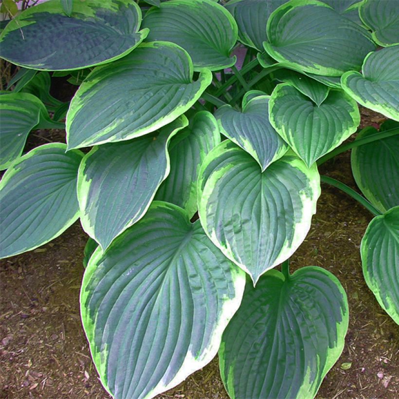 Hosta tardiana El Niño - Hartlelie (Foliage)