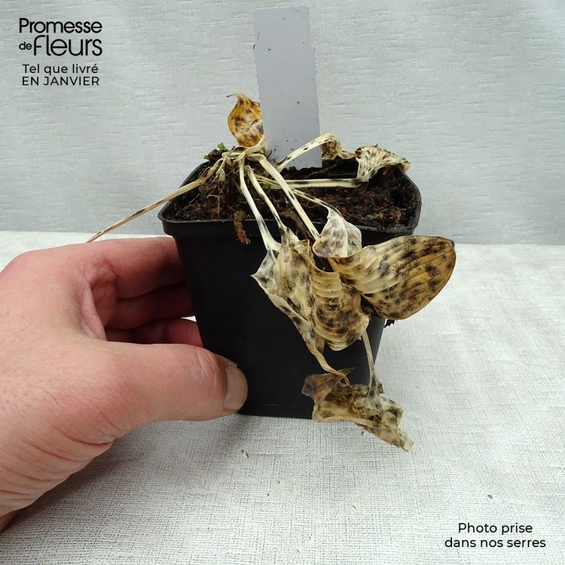 Example of Hosta tardiana El Niño - Hartlelie Kweekpotje van 8/9 cm as you get in hiver