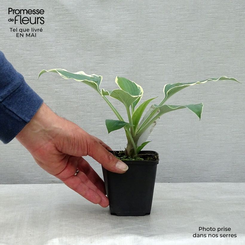 Exemplaar van Hosta tardiana El Niño - Hartlelie Kweekpotje van 8/9 cm zoals geleverd in de lente
