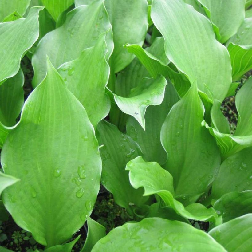 Hosta undulata Erromena - Hartlelie (Foliage)