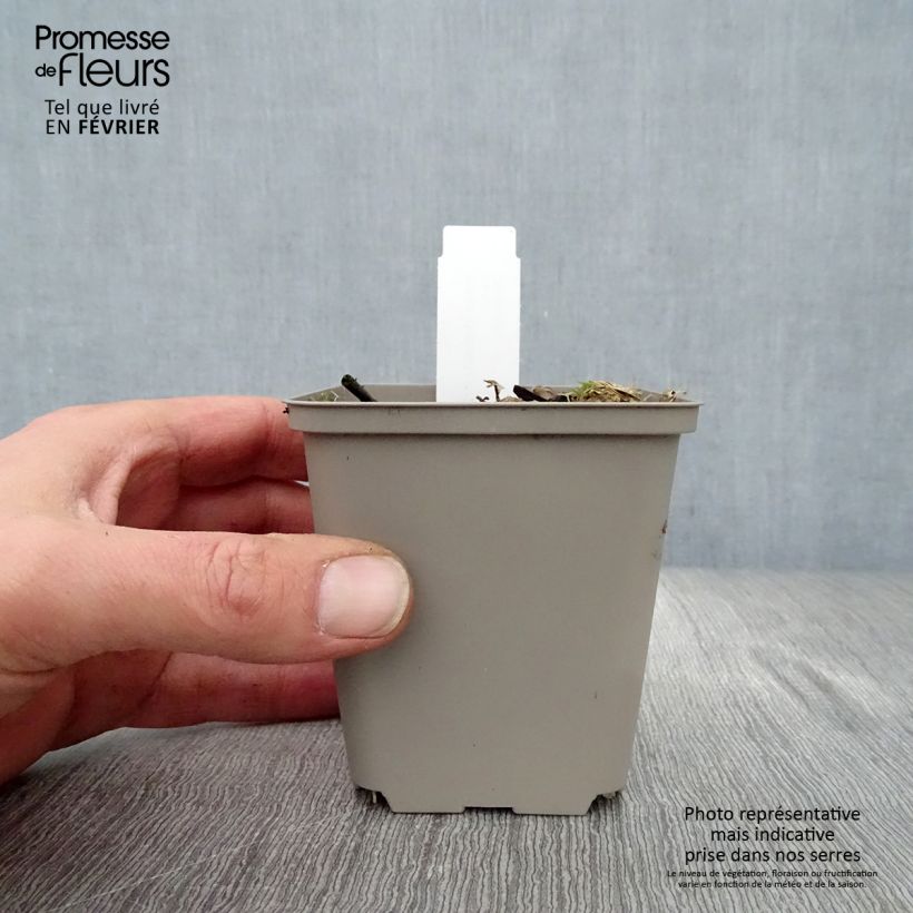 Example of Hosta undulata Erromena Kweekpotje van 8/9 cm as you get in hiver