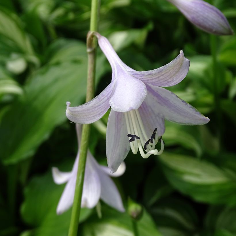 Hosta undulata Mediovariegata - Hartlelie (Flowering)