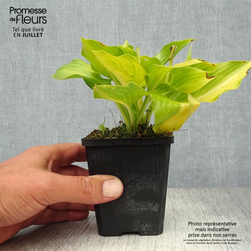 Exemplaar van Hosta undulata Mediovariegata - Hartlelie Kweekpotje van 8/9 cm zoals geleverd in de zomer