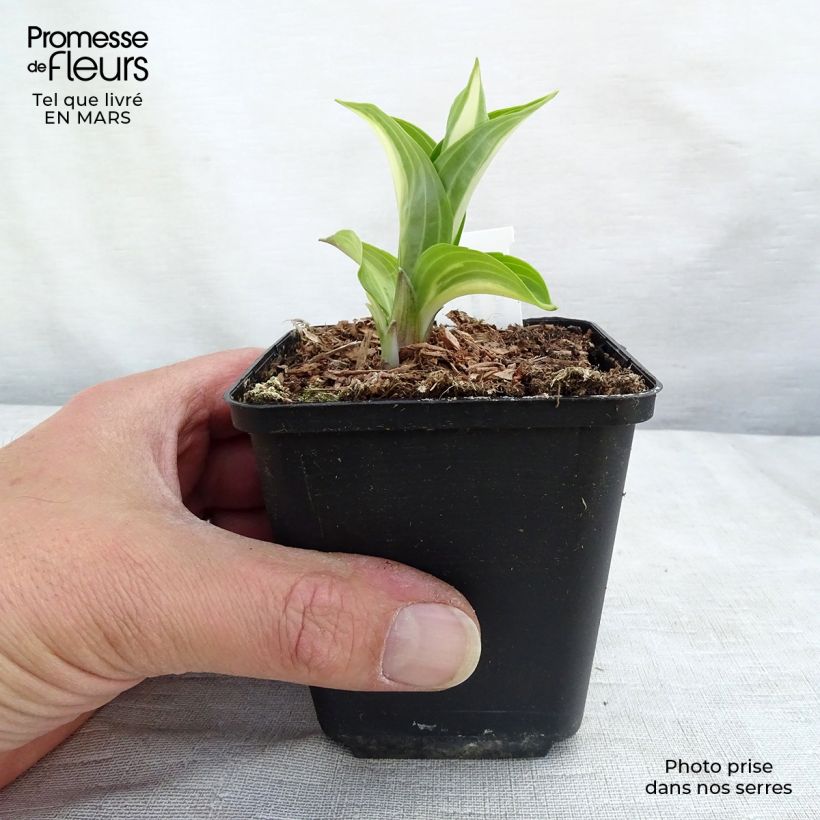 Example of Hosta undulata Mediovariegata Kweekpotje van 8/9 cm as you get in hiver