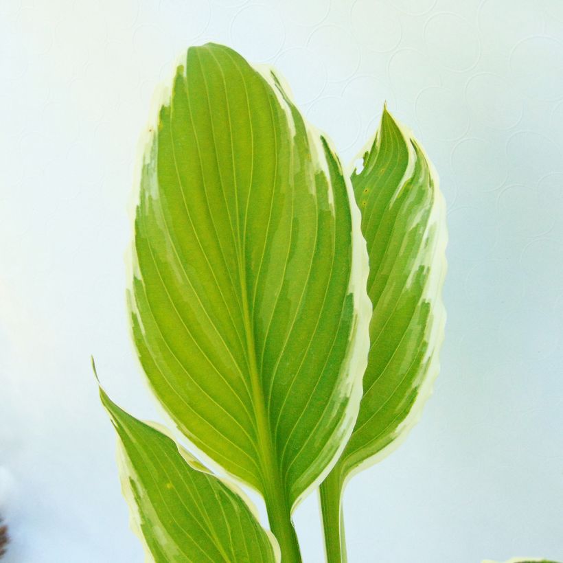 Hosta undulata albomarginata - Hartlelie (Foliage)