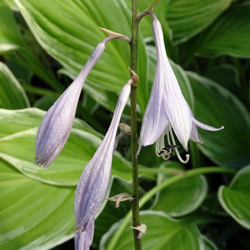 Hosta undulata albomarginata - Hartlelie (Flowering)